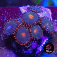 Gatarades zoa frag for sale  STOCKPORT