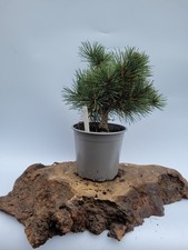 Shohin pinus parviflora for sale  ELGIN