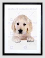 Puppy baby golden for sale  EDINBURGH