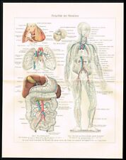 Anatomia Humana, Sistema Circulatório, Órgãos, Estampa Antiga - Meyers 1925 comprar usado  Enviando para Brazil