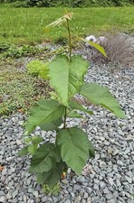 Live red alder for sale  Sedro Woolley