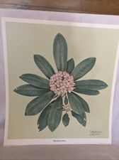 Rhododendron .don ensor. d'occasion  Expédié en Belgium