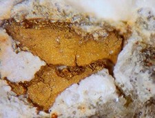 Native gold pseudo for sale  Tucson