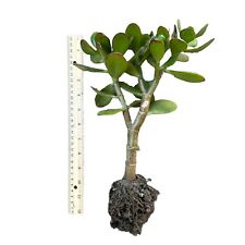 Large big jade for sale  Ontario