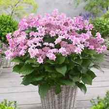 Hydrangea doppio rosa for sale  BALLYMENA