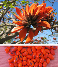 40 Erythrina caffra Kaffir Coral tree seeds semillas zaden red beads comprar usado  Enviando para Brazil