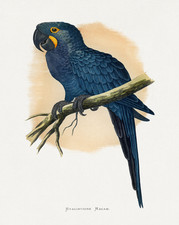 Poster giacinto ara usato Poster giacinto ara usato  Spedire a Italy