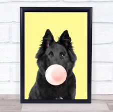 belgian shepherd dog for sale  UK