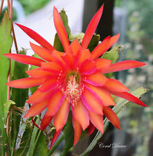 Blattkaktus epiphyllum coral gebraucht kaufen  Deutschland