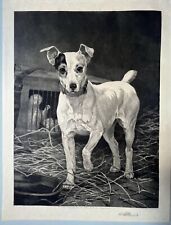 Jack russell terrier for sale  CAMBORNE