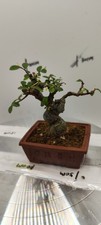 Mini chinese elm for sale  LIVERPOOL