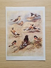 vintage bird book for sale vintage bird book for sale SHREWSBURY