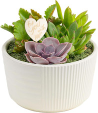 Succulent garden live for sale  Los Angeles