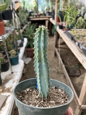 Myrtillocactus geometrizans bl for sale  Temecula