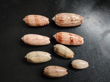 Conchiglia shell lotto usato Conchiglia shell lotto usato  Piombino