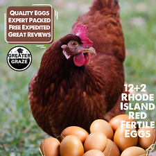 Rhode island red for sale  Plantersville