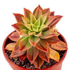 Aeonium leucoblepharum beautif for sale  Saratoga