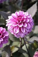 Dahlienknollen dahlien melissa gebraucht kaufen  Minden
