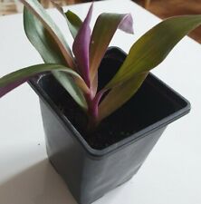 Tradescantia spathacea moses for sale  RAMSGATE