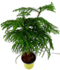 Zimmertanne araucaria heteroph gebraucht kaufen  Gronau