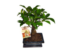 Bonsai chinesischer feigenbaum gebraucht kaufen  Schwarzenfeld
