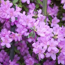 Azalea plant dwarf for sale  IPSWICH