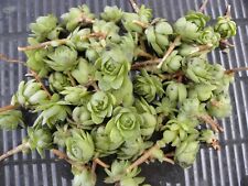 Lot succulent hens for sale  Clarkston