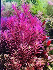 Aquarium pflanzen rotala gebraucht kaufen  Frankfurt am Main
