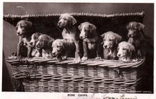 Adorable puppy dogs for sale  Moorpark