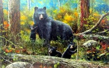 Age wonder black for sale  Saint Paul