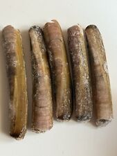 Razor fish frozen for sale  OKEHAMPTON