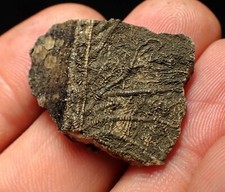 crinoid for sale crinoid for sale BRISTOL