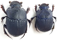 Scarabaeidae Scarabaeinae Phanaeus lecourti Peru comprar usado  Enviando para Brazil
