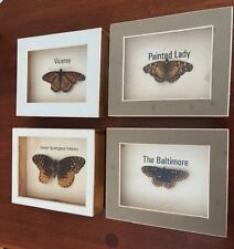 Mounted butterflies baltimore for sale  Pinckney