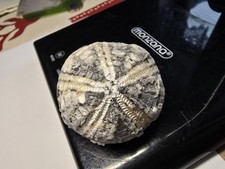 Seeigel steinkern stsee gebraucht kaufen Seeigel steinkern stsee gebraucht kaufen  Elmenhorst