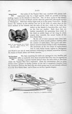 Old antique print for sale  UK