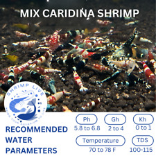 Shrimplive mix color for sale  Walnut Creek