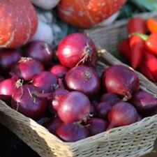 Red onion plug for sale  LIVERPOOL