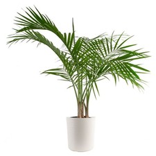 Majesty palm live for sale  Boonton