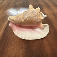 Pink queen conch for sale  Birmingham