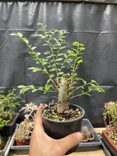 Chinese elm bonsai for sale  Wallkill