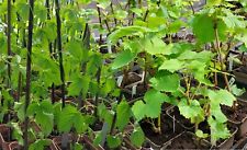 Hop plants grape for sale  MALPAS