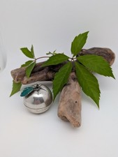 Silber 800 apfel gebraucht kaufen  Hannover