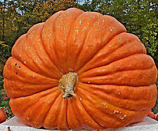 Nasiona gigantycznej kuryny "Atlantic Giant", Cucurbita maxima, dynia rekordowa świata na sprzedaż  Wysyłka do Poland