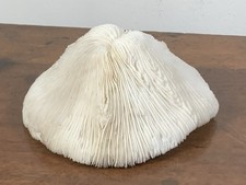 Corallo bianco madrepora usato  Parma