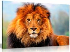 Wild african lion for sale  LONDON