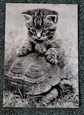 ansichtskarten katzen gebraucht kaufen ansichtskarten katzen gebraucht kaufen Hamburg