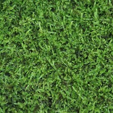Live brocade cypress for sale  Tewksbury