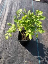 Agrostemma purple queen for sale  Gurnee