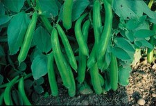 Broad bean witkiem for sale Broad bean witkiem for sale  SALISBURY